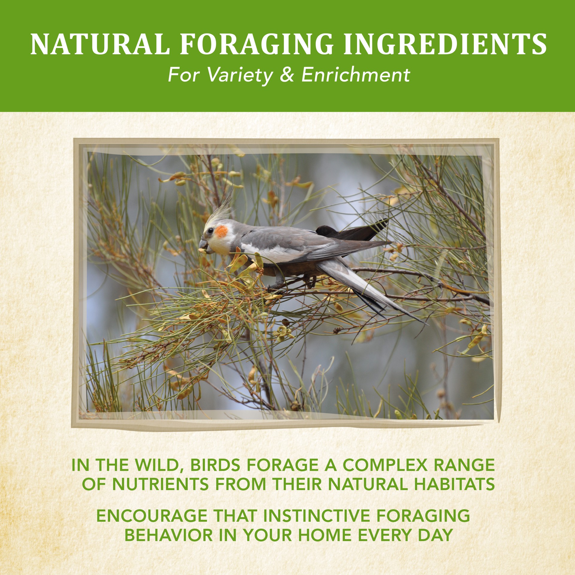 slide 6 of 10, Kaytee Food from the Wild Cockatiel Food 2.5 Pound, 2.5 lb