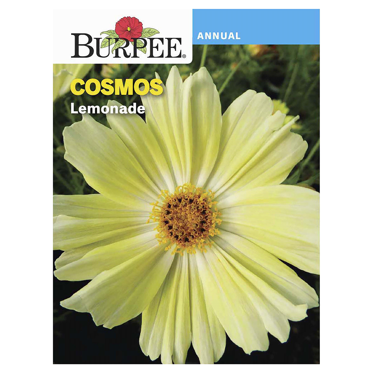 slide 1 of 5, Burpee Cosmos Lemonade Seeds, 1 ct