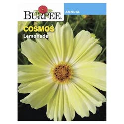 Burpee Cosmos Lemonade Seeds
