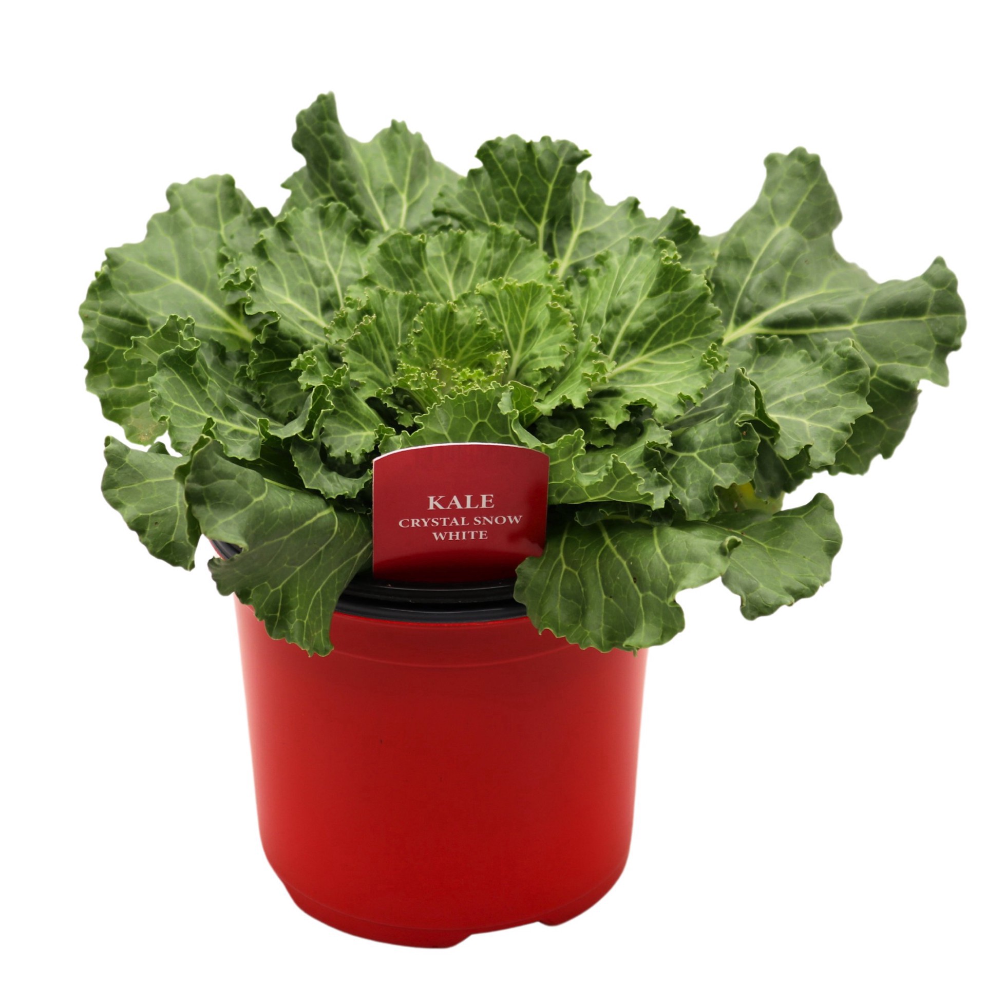 slide 1 of 1, SPring Creek Growers Kale Crystal Snow White Pot, 6ftft