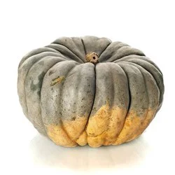 Australian Blue Pumpkins