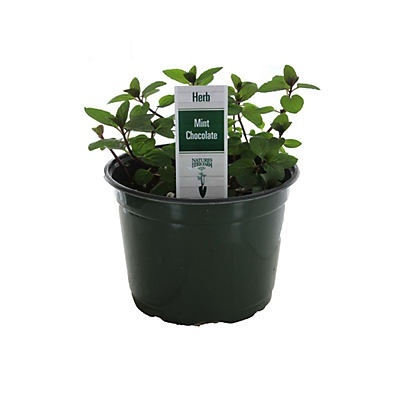 slide 1 of 1, Natures Herb Farm Spearmint, 1 ct