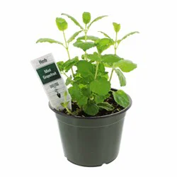Natures Herb Farm Spearmint