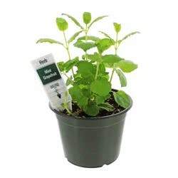Natures Herb Farm Spearmint