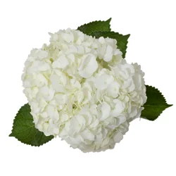 White Hydrangeas