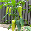 slide 4 of 9, Bonnie Plants  Pepper Banana Hot, 19.3 oz