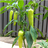 slide 7 of 9, Bonnie Plants  Pepper Banana Hot, 19.3 oz