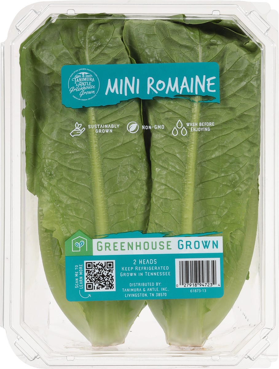 slide 5 of 9, Tanimura & Antle Hydroponic Mini Romaine Lettuce, 1 ct