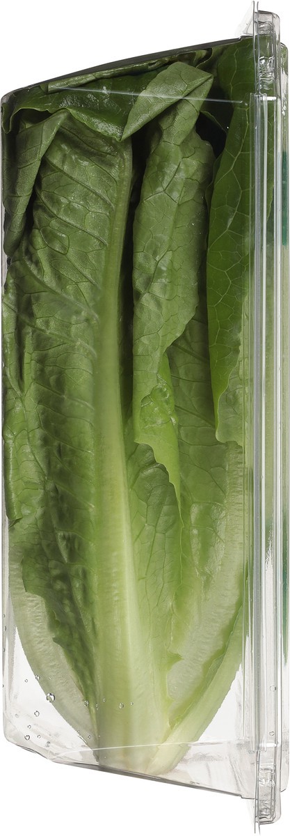 slide 7 of 9, Tanimura & Antle Hydroponic Mini Romaine Lettuce, 1 ct