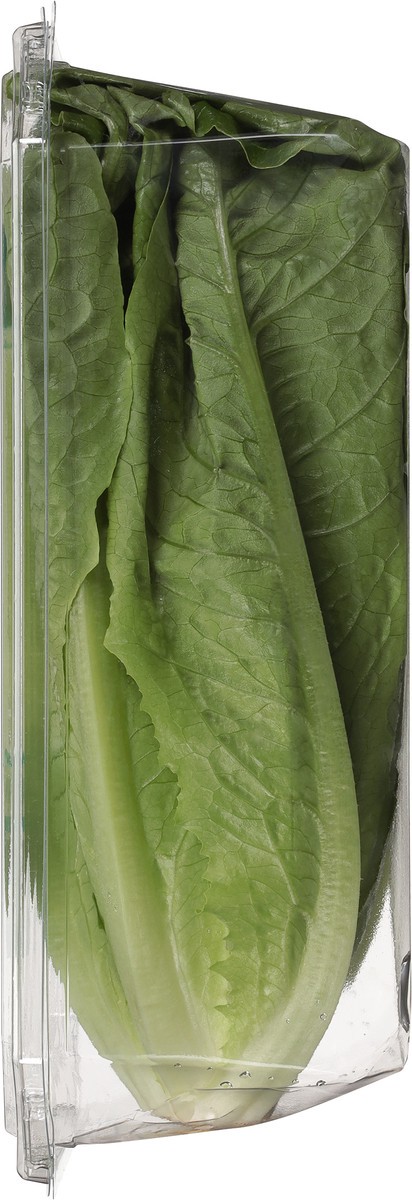 slide 2 of 9, Tanimura & Antle Hydroponic Mini Romaine Lettuce, 1 ct