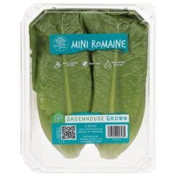 Tanimura & Antle Hydroponic Mini Romaine Lettuce