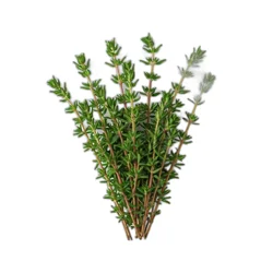 Herb Thyme Organic Thyme