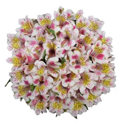 Giant Alstroemeria Bunch (Colors May Vary)