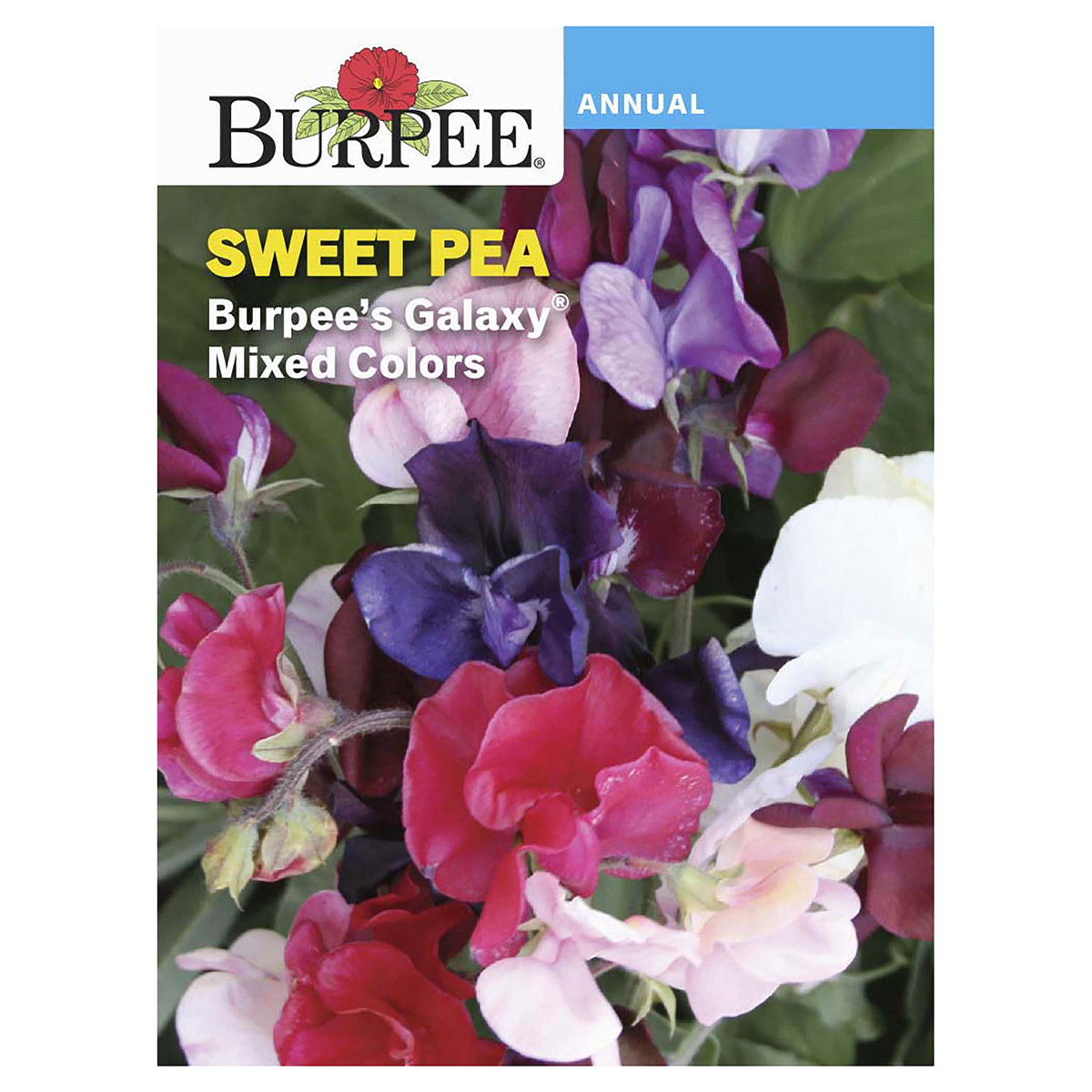 slide 1 of 5, Burpee Sweet Pea Burpee's Galaxy Mix Seeds, 1 ct