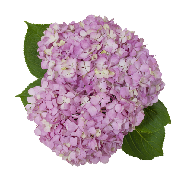 slide 1 of 1, Pink Hydrangeas, 1 ct