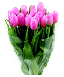 Fresh Cut Tulips