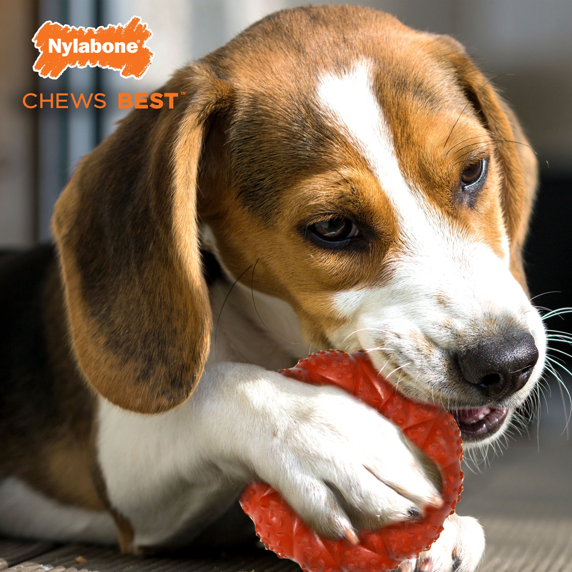 slide 8 of 10, Nylabone Strong Chew Braided Dog Ring Chew Toy Beef Medium/Wolf - Up to 35 lbs.(1 Count), 1 ct