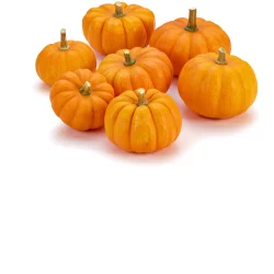 Sock Orange Mini Pumpkin - 5 lb