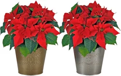 Poinsettia In Galvanized Tin Assorted Potted Plant