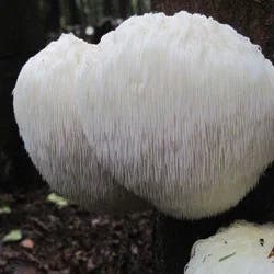 Zerbos Reliance Organic Lion's Mane