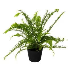 DSFG Premium Foliage 6 Inch