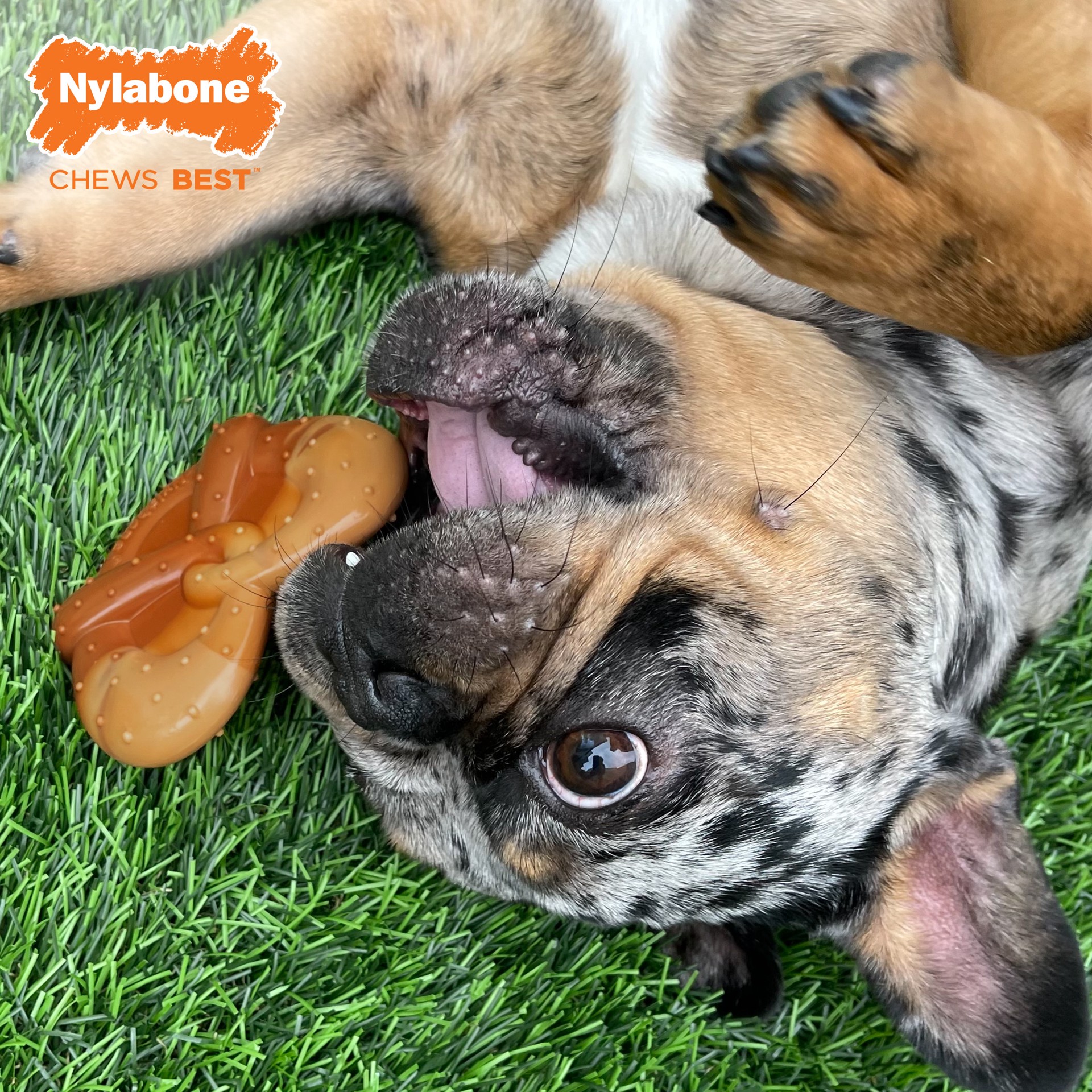 slide 7 of 10, Nylabone Power Chew Pretzel Dog Toy Bacon & Peanut Butter Pretzel Small/Regular - Up to 25 Ibs.(1 Count), 1 ct