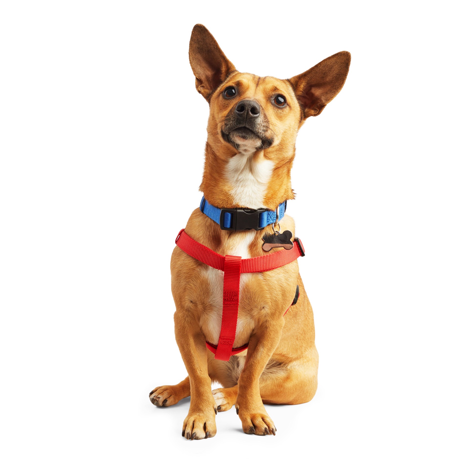 slide 1 of 1, YOULY Red Dog Harness, Medium, MED