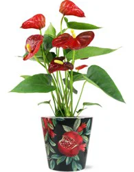 Max & Miles Anthurium