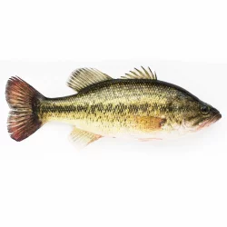 Fresh Big Mouth Bass