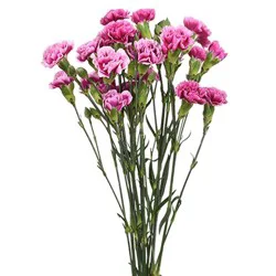 Garden Bunches Mini Assorted