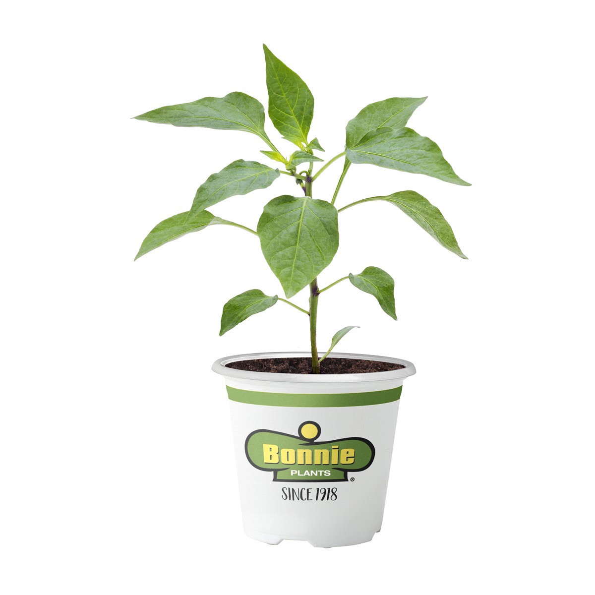 slide 1 of 9, Bonnie Plants  Pepper Jalapeno Mammoth, 19.3 oz