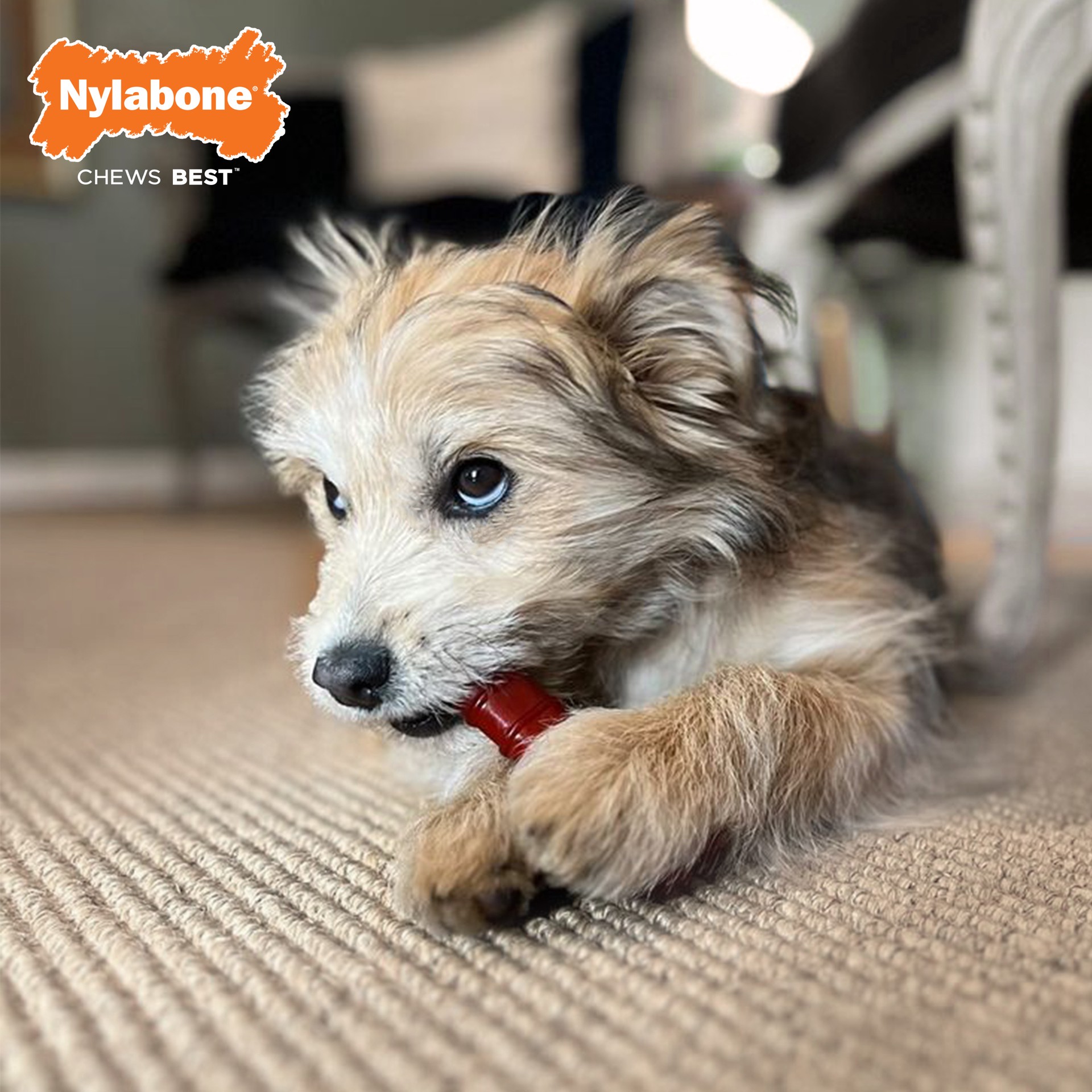 slide 8 of 10, Nylabone Power Chew Basted Blast Dual Flavored Dog Chew Toys (2 Count), 2 ct