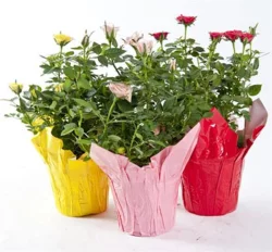Rose's Mini Roses