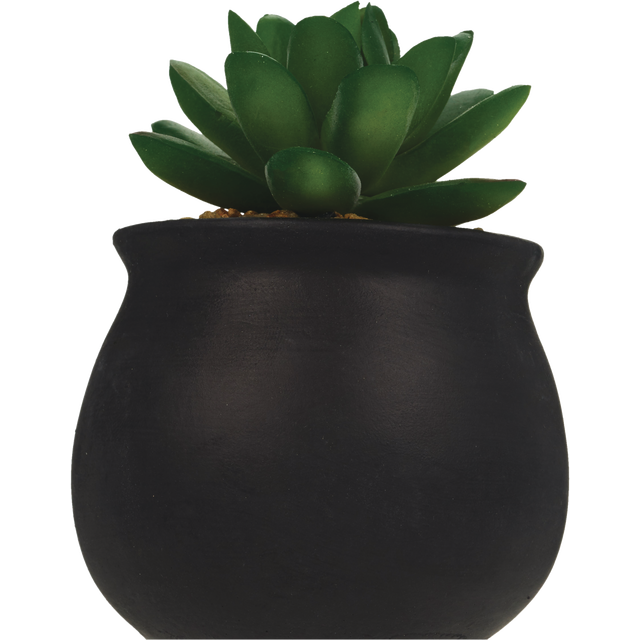 slide 1 of 1, INTERNATIONAL GREETINGS Hwn Succulents, 1 ct