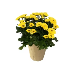 Potted Vyron Sunflower Mum