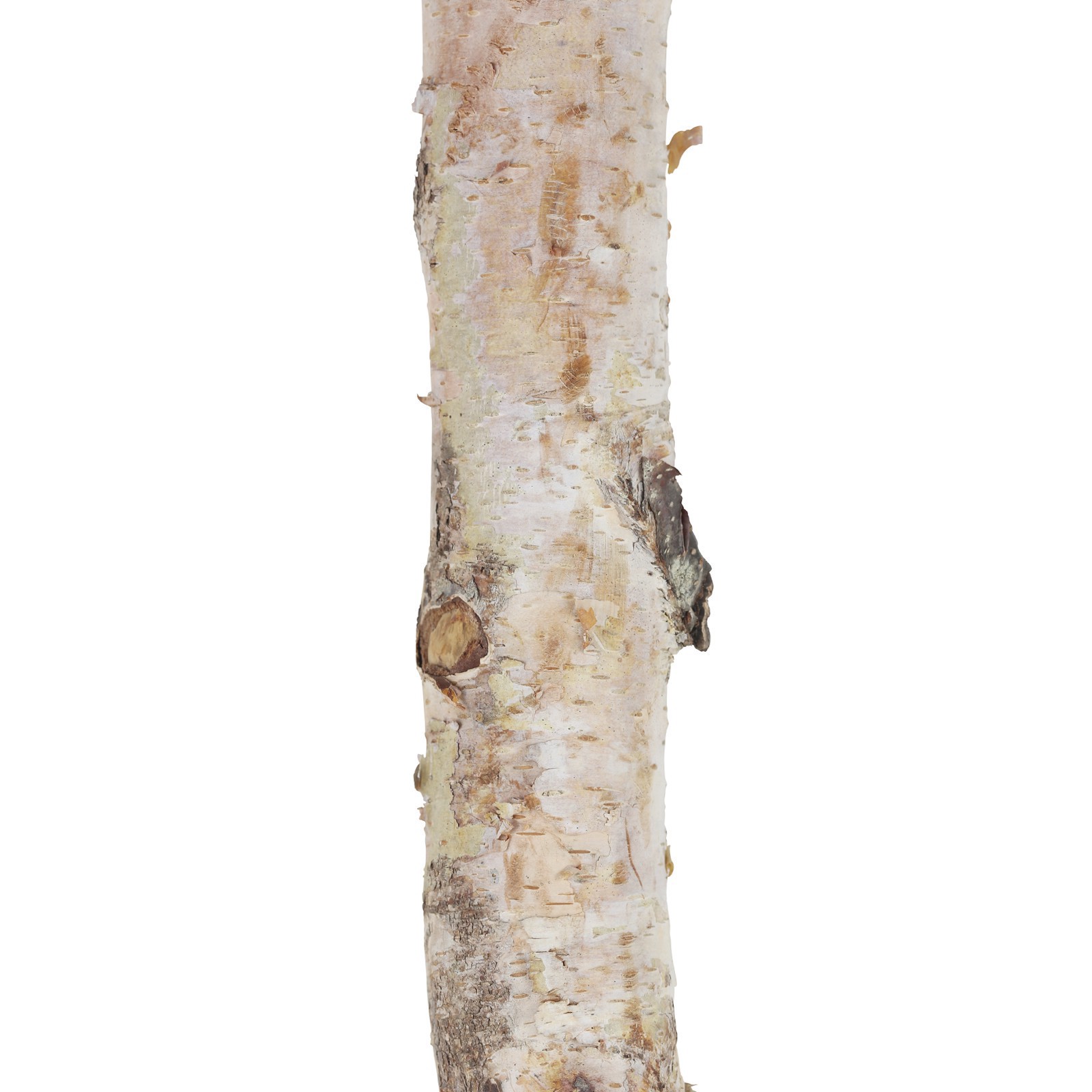 slide 2 of 3, 16" Birch Log By Ashland, 16 in