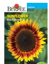 Burpee Sunflower Fire Catcher