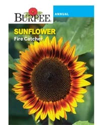 Burpee Sunflower Fire Catcher