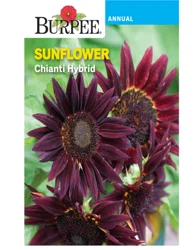 Burpee Sunflower Chianti Hybrid