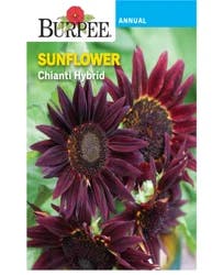 Burpee Sunflower Chianti Hybrid