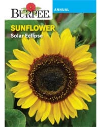 Burpee Sunflower Solar Eclipse