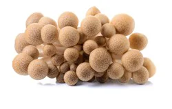 Fresh Brown Clamshell Mushroom