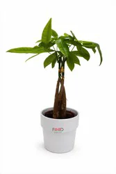 Angel Plants Pachira