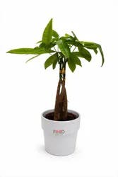 Angel Plants Pachira