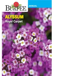 Burpee Alyssum Royal Carpet