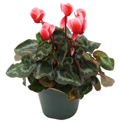 H-E-B Fuji Red Cyclamen Potted Plant