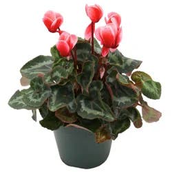 H-E-B Fuji Red Cyclamen Potted Plant