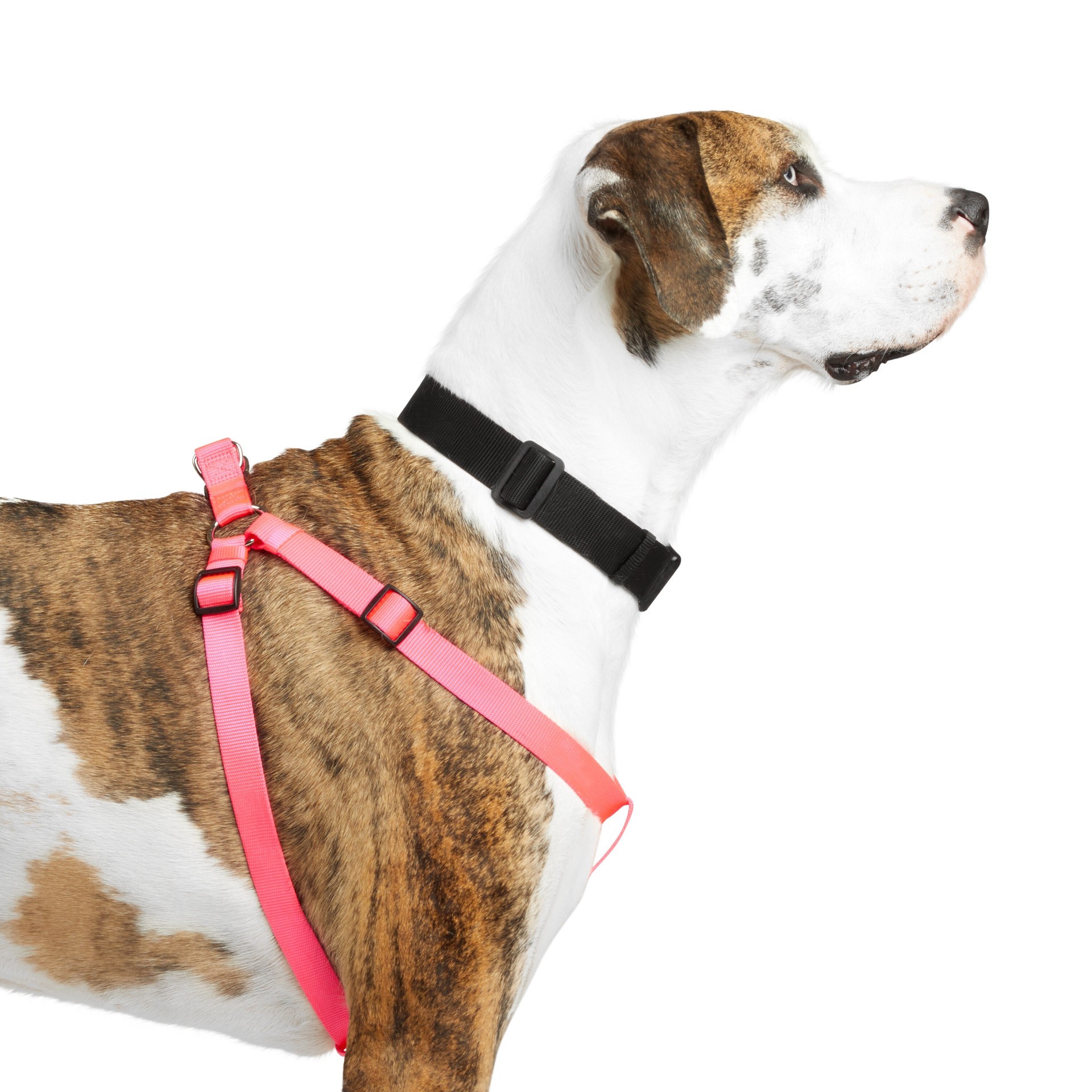 slide 3 of 6, YOULY WEBB Pink Dog Harness, Large, LG