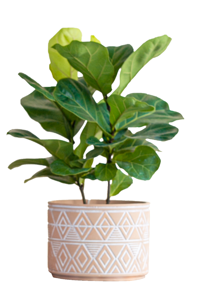 slide 1 of 1, Large Mishima Potted Plant - Assorted, 24 in pot