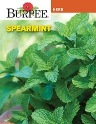 Burpee Herb Spearmint